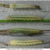 aret arethusa larva3 volg